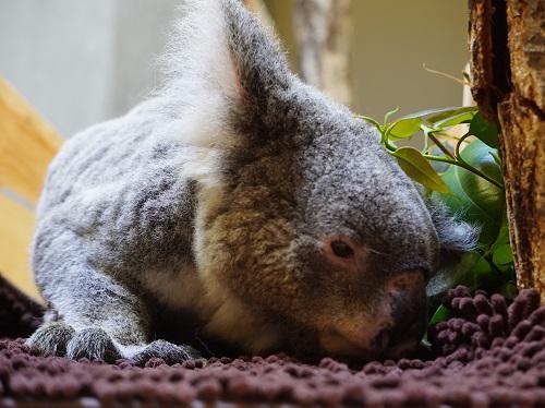 バックヤード紹介：クレメンツ編｜オフィシャルブログ｜東山動植物園